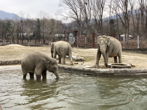 코끼리가족들이 수영을 즐기고있다.